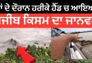 Punjab Floods 2025 : ਹੜ੍ਹਾਂ ਦੌਰਾਨ ਹਰੀਕੇ ਹੈੱਡ ‘ਤੇ ਇੱਕ ਅਜੀਬ ਜਾਨਵਰ ਆਇਆ